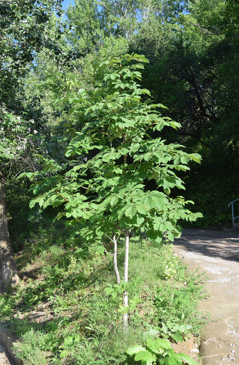 Изображение особи Aesculus hippocastanum.