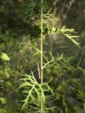 unknown species. Серединная часть растения. Республика Молдова, муниципалитет Кишинёв, г. Кодру, пустырь. 11 августа 2026 г.