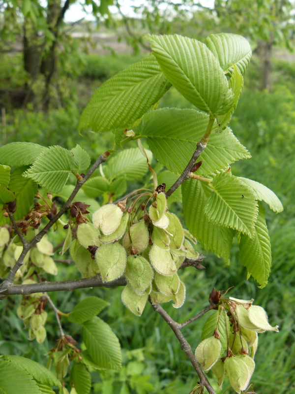 Image of Ulmus laevis specimen.