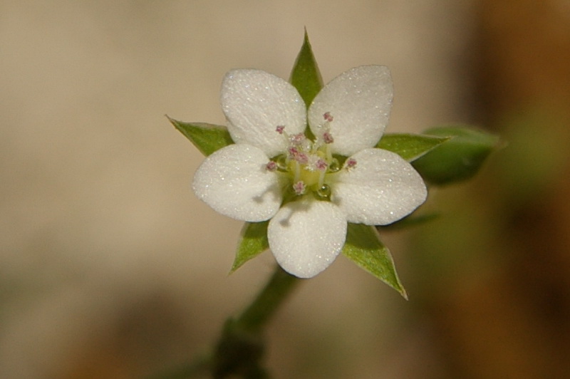 Изображение особи Minuartia hybrida.