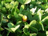 Trifolium spadiceum