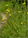 Ranunculus acris