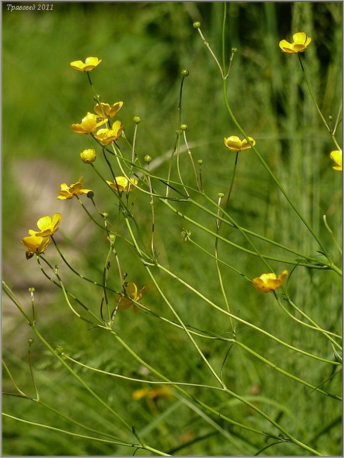 Image of Ranunculus acris specimen.