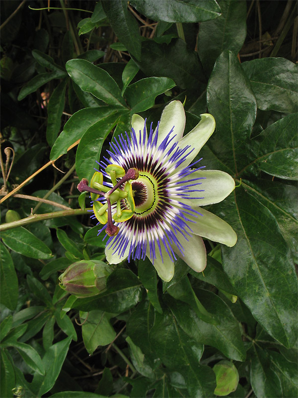 Изображение особи Passiflora caerulea.