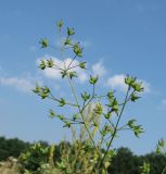 Thalictrum minus