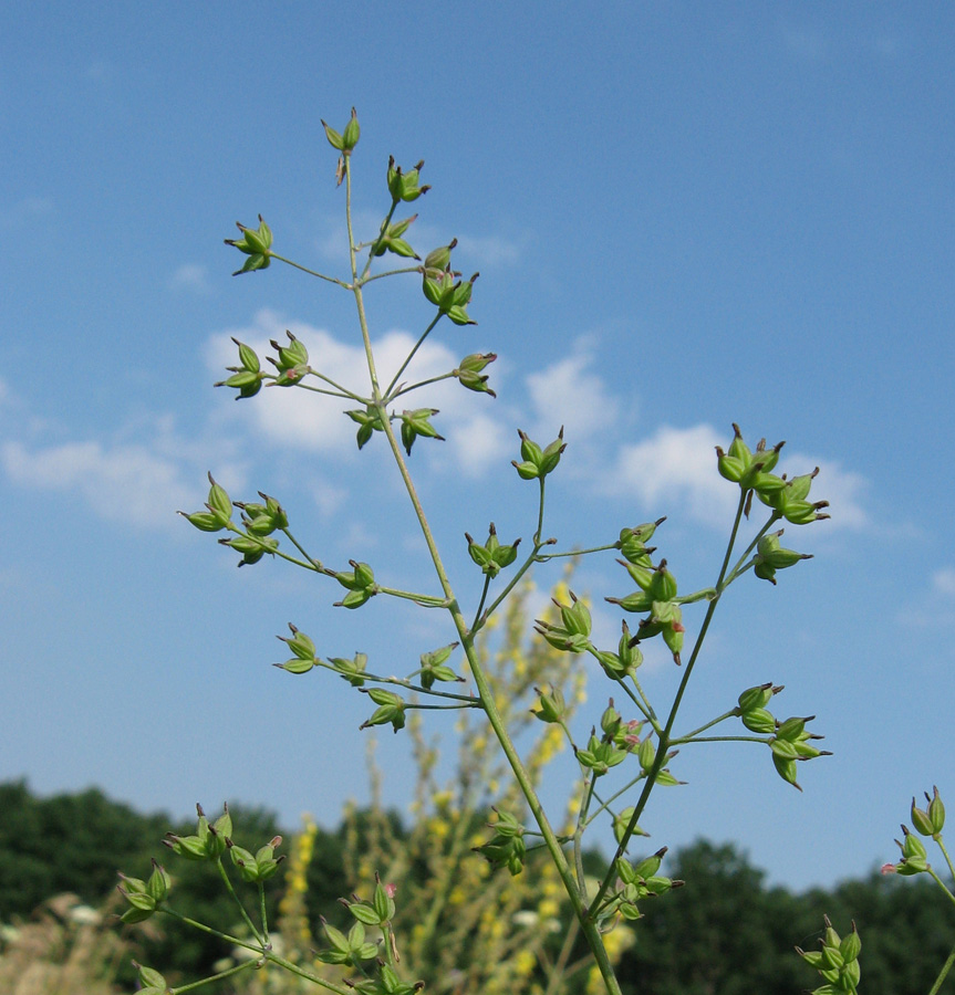 Image of Thalictrum minus specimen.