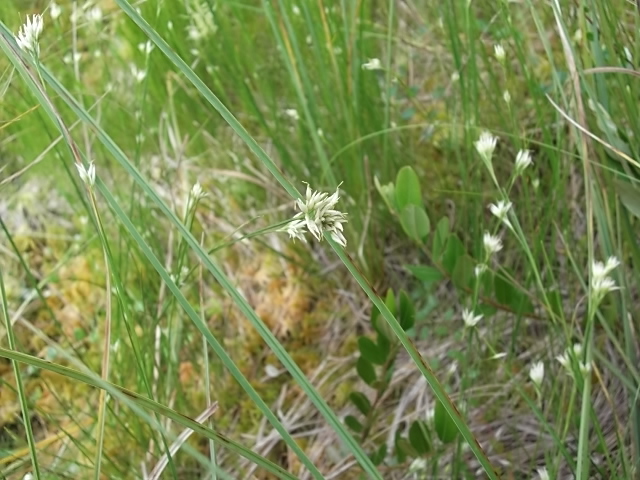 Изображение особи Rhynchospora alba.