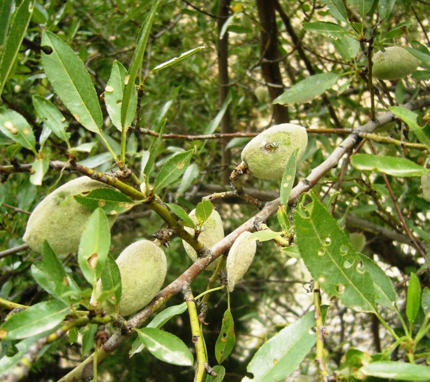 Image of Amygdalus communis specimen.