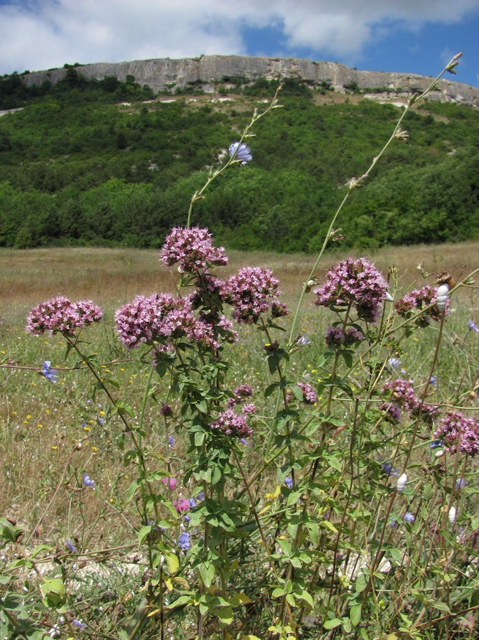 Image of Origanum vulgare specimen.