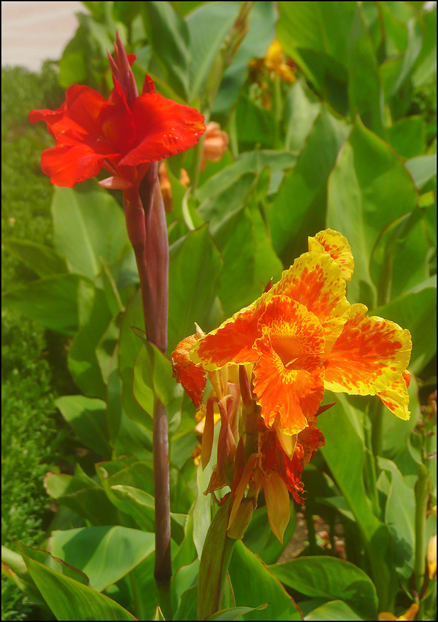 Image of Canna × generalis specimen.