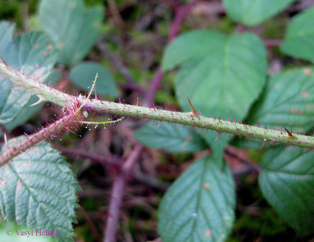 Изображение особи Rubus hirtus.