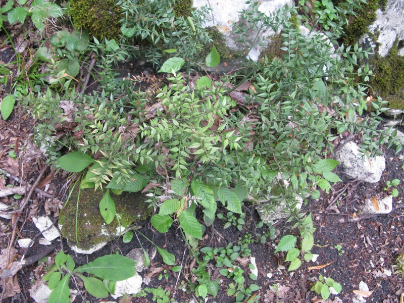 Image of Ruscus aculeatus specimen.