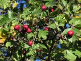 Crataegus taurica