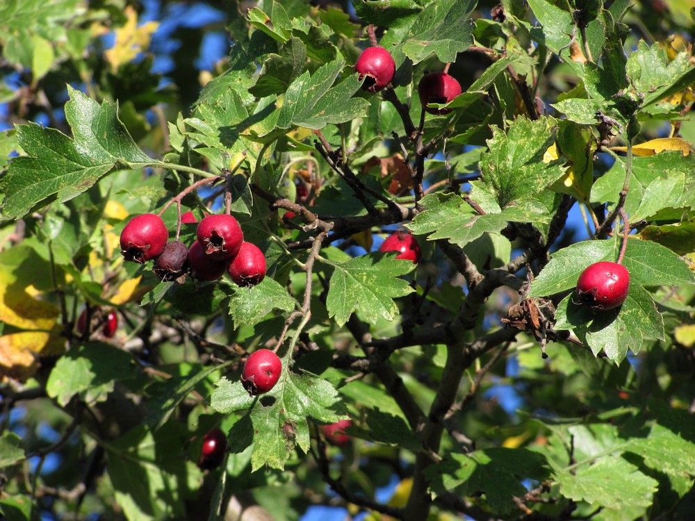 Image of Crataegus taurica specimen.