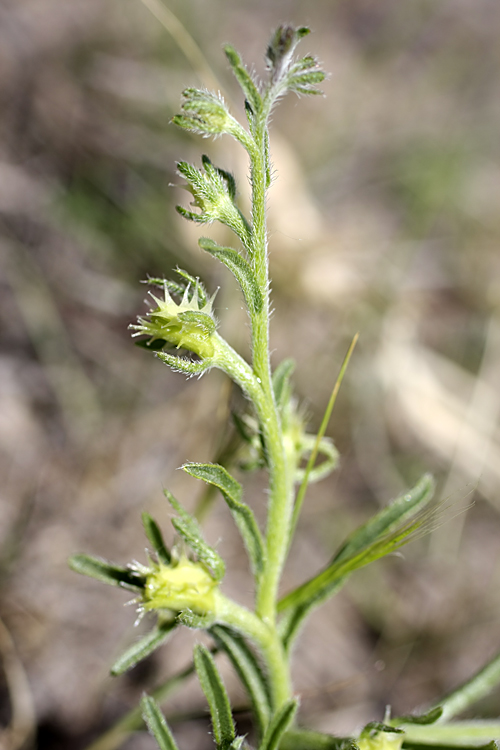 Image of Heterocaryum szovitsianum specimen.