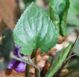 Viola dehnhardtii