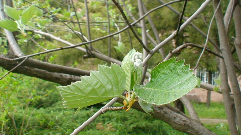 Image of Sorbus hajastana specimen.