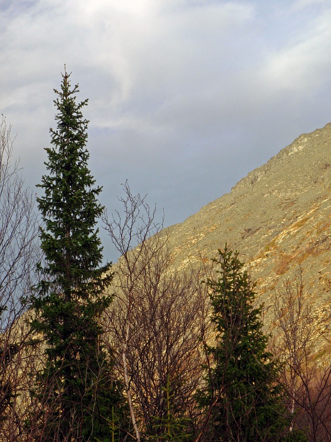 Image of Picea × fennica specimen.