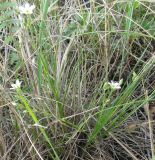 Eremogone juncea