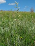 Silene viscosa. Цветущее растение на степном склоне долины р. Калиновка. Украина, Донецкая обл., Константиновский р-н. 27.05.2011.