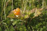 Rubus chamaemorus