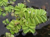 Salvinia natans