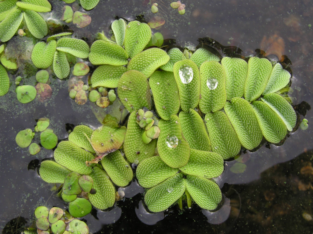 Image of Salvinia natans specimen.