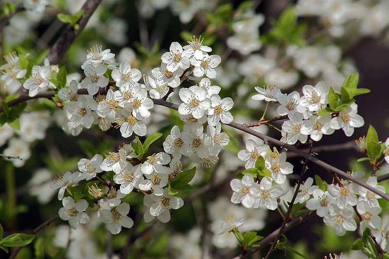 Image of Prunus spinosa specimen.