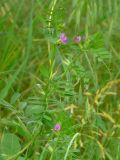 Vicia angustifolia. Верхушки побегов с цветками. Республика Молдова, пригород Кишинёва, в миндальном саду. 2 июня 2011 г.