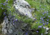 Campanula polymorpha