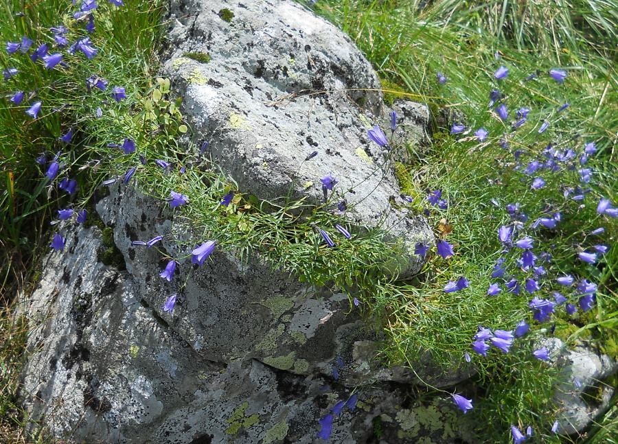 Image of Campanula polymorpha specimen.