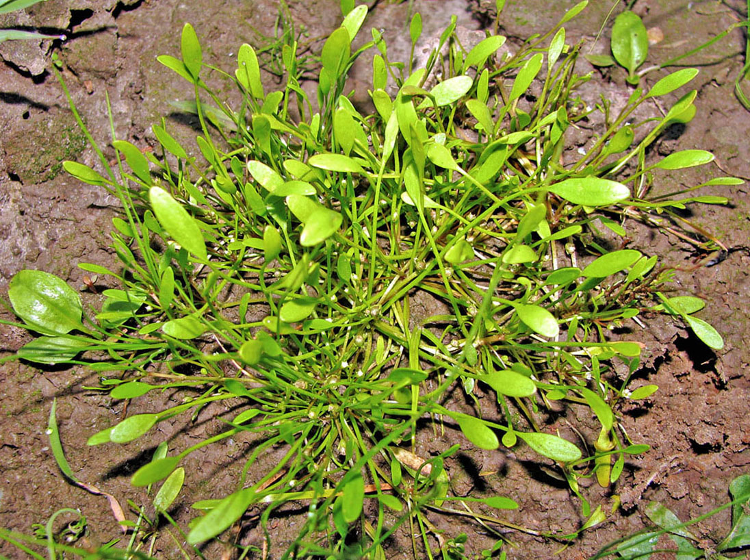 Image of Limosella aquatica specimen.