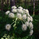 Angelica sylvestris