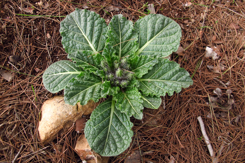 Изображение особи Mandragora officinarum.