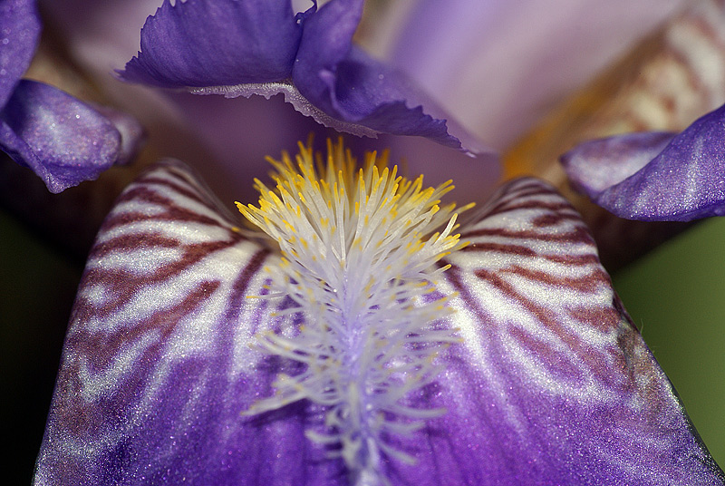 Image of Iris nyaradyana specimen.