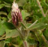 Trifolium dichroanthum. Верхушка побега с соцветиями. Израиль, Шарон, г. Герцлия, злаковое псаммофитное сообщество на старых приморских дюнах. 25.03.2012.