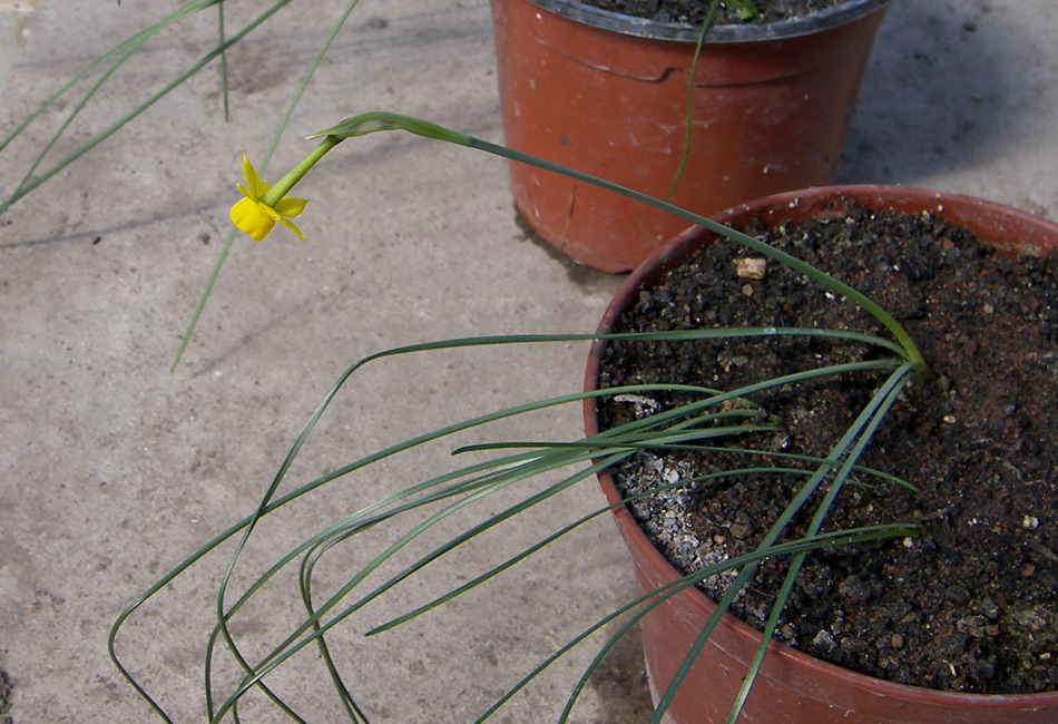 Image of Narcissus gaditanus specimen.