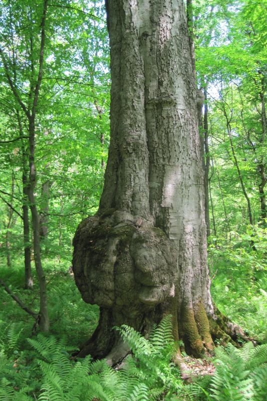 Изображение особи Fagus orientalis.