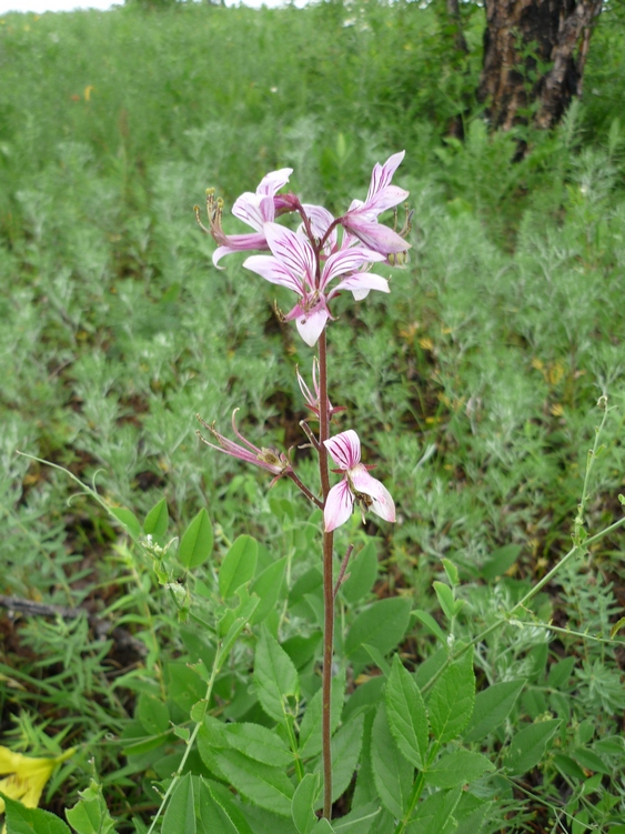 Изображение особи Dictamnus dasycarpus.