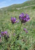 Astragalus austroaltaicus