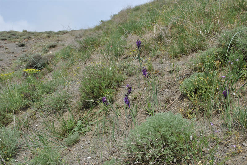 Изображение особи Gladiolus atroviolaceus.