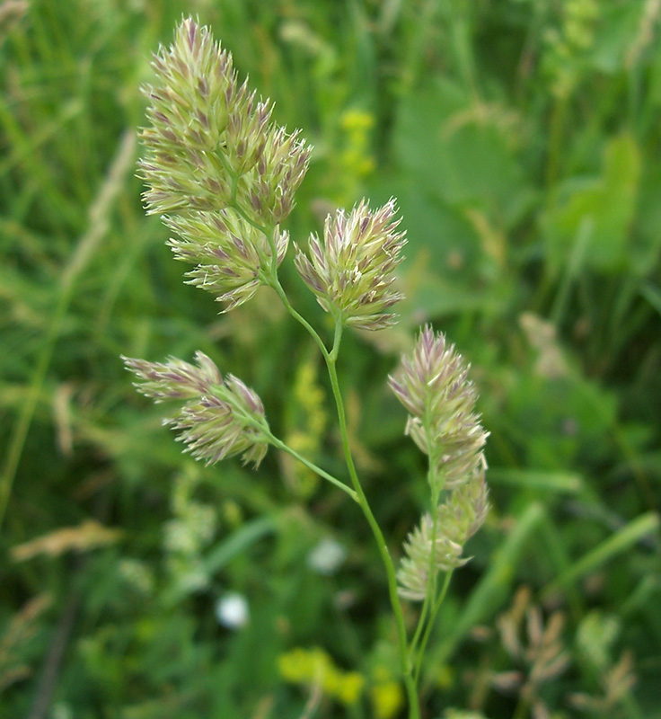 Изображение особи Dactylis glomerata.