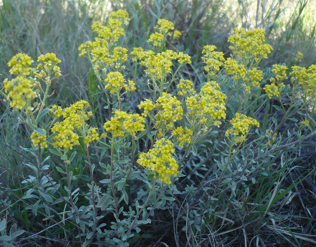 Image of Odontarrhena tortuosa specimen.