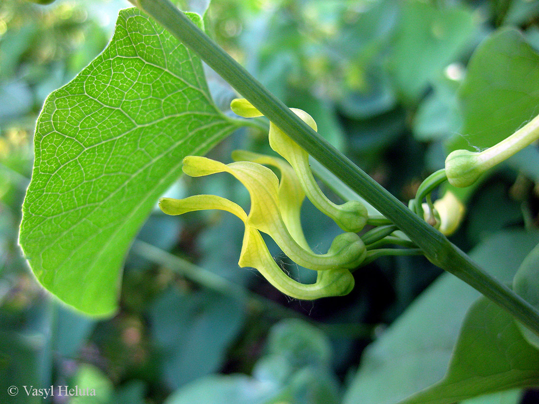 Image of Aristolochia clematitis specimen.