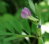 Vicia angustifolia. Цветок и основание листа с сидящим муравьём. Черноморское побережье Кавказа, щель Прасковеевская, тропа на приморском склоне. 09.06.2012.