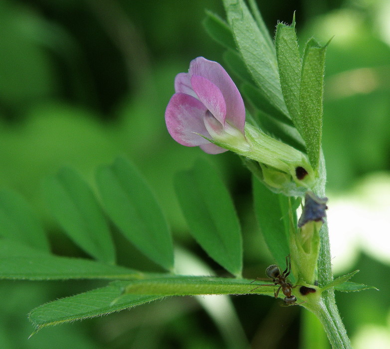 Изображение особи Vicia angustifolia.