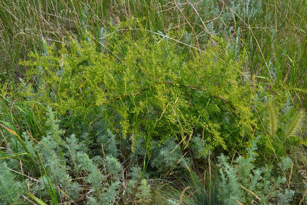 Изображение особи Asparagus verticillatus.