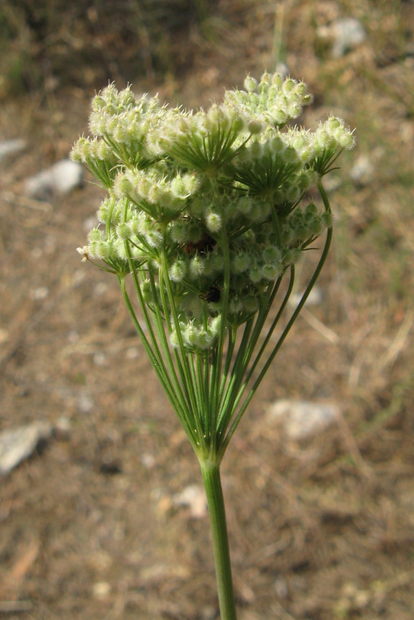 Изображение особи Pimpinella peregrina.