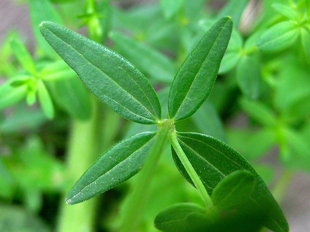 Image of Galium boreale specimen.