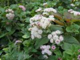 Ageratum houstonianum